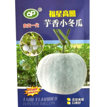 芋香小冬瓜种子小型早熟冬瓜种子单瓜1.2-2公斤