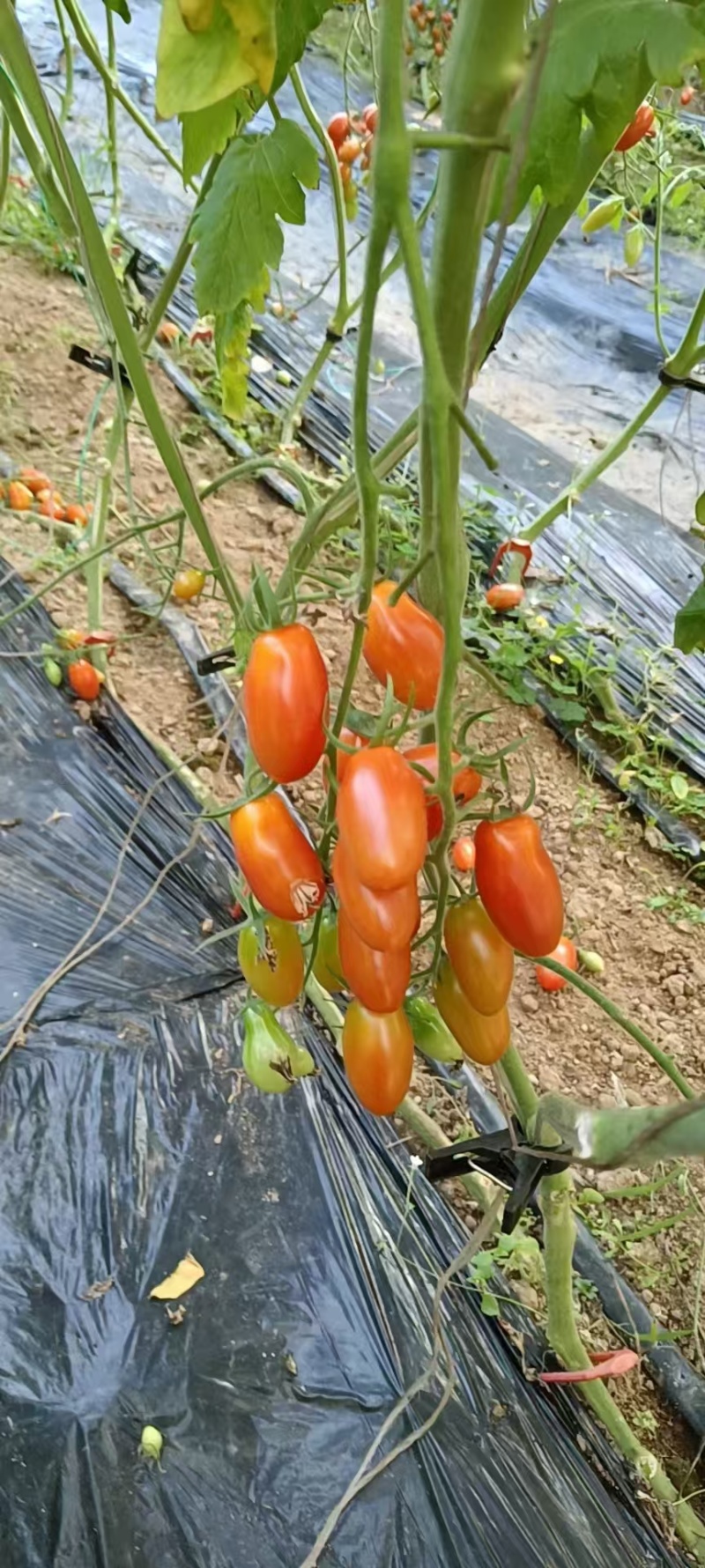 花生柿子.409的圣女果颜色亮丽甜度高耐运输接电商