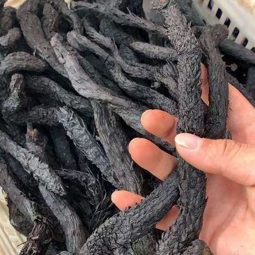 肉苁蓉新疆肉苁蓉批发