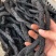 肉苁蓉新疆肉苁蓉批发