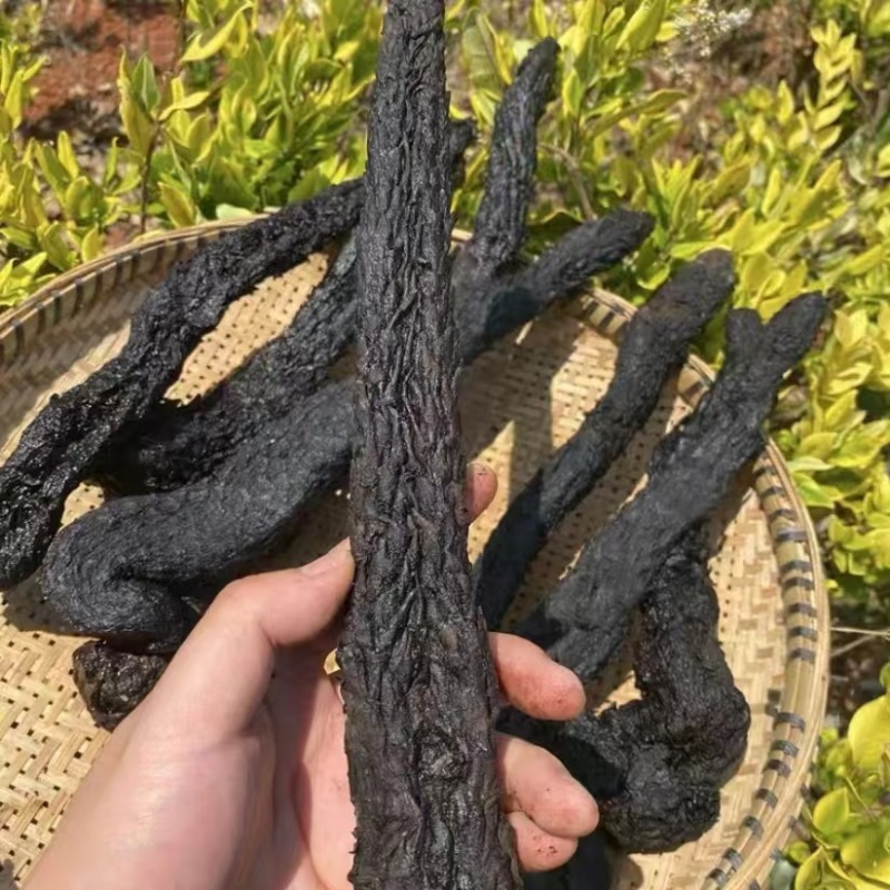 肉苁蓉新疆肉苁蓉批发