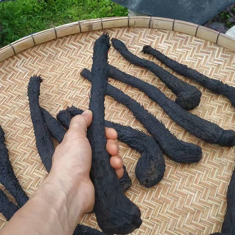 肉苁蓉新疆肉苁蓉批发