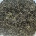 蒲公英叶子蒲公英茶蒲公英批发