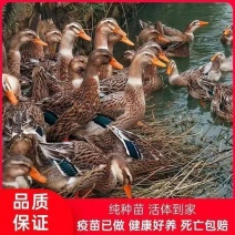 江苏建湖麻鸭苗四点麻鸭苗大种麻鸭苗厂家直销没有中间商