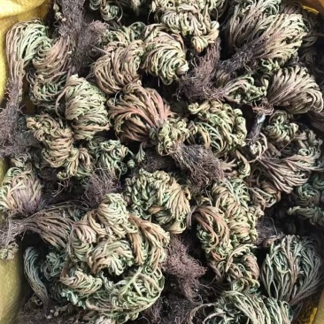 复活草九死还魂草批发