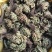 复活草九死还魂草批发