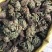 复活草九死还魂草批发
