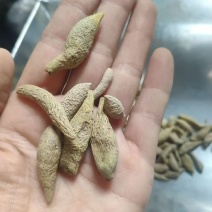 金丝郁金郁金批发