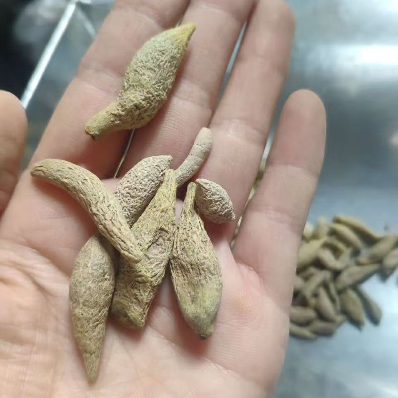 金丝郁金郁金批发