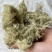 云雾草风轻云淡西藏云雾草