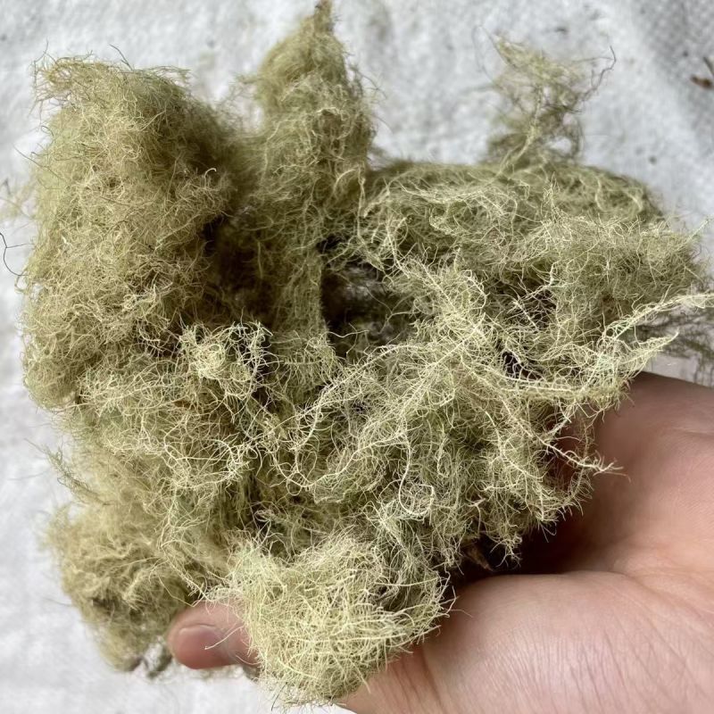 云雾草风轻云淡西藏云雾草