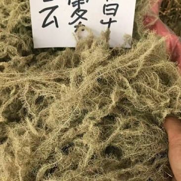 云雾草风轻云淡西藏云雾草
