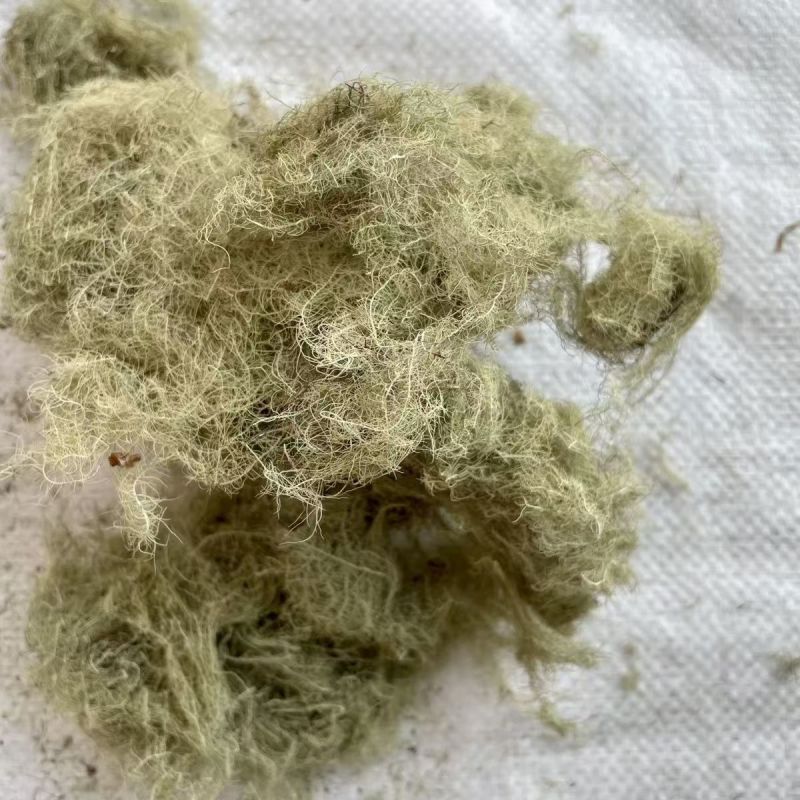 云雾草风轻云淡西藏云雾草