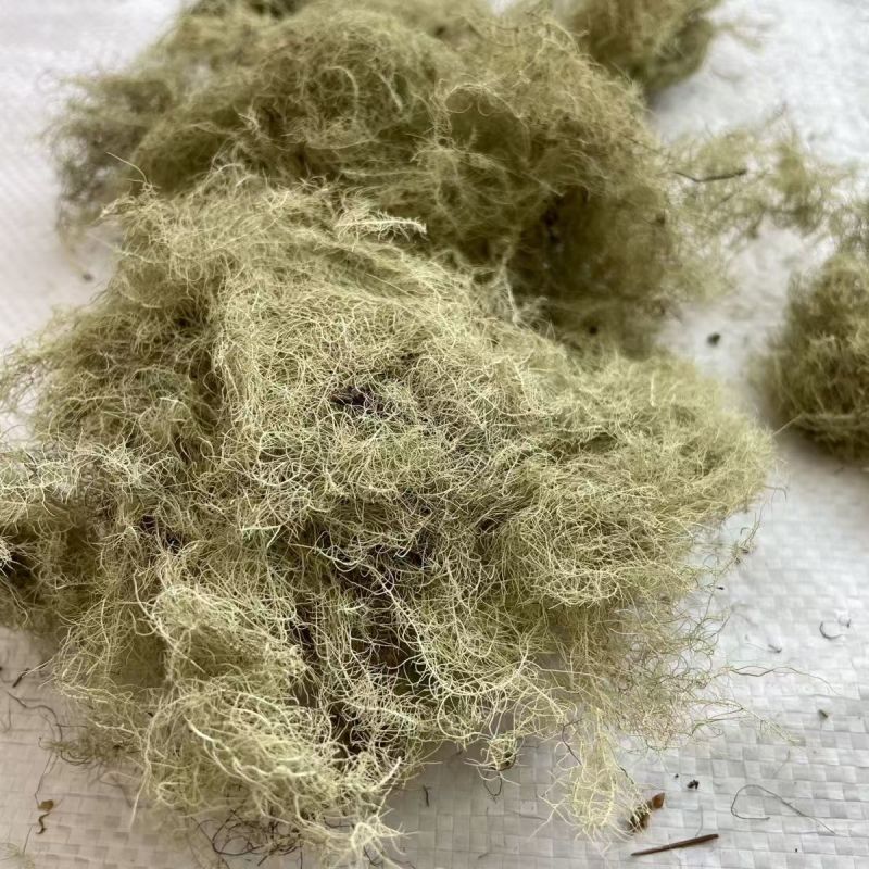 云雾草风轻云淡西藏云雾草