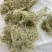云雾草风轻云淡西藏云雾草