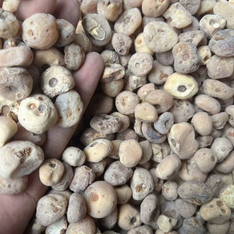 玉皇丹玉毛慈菇山慈菇皇丹批发