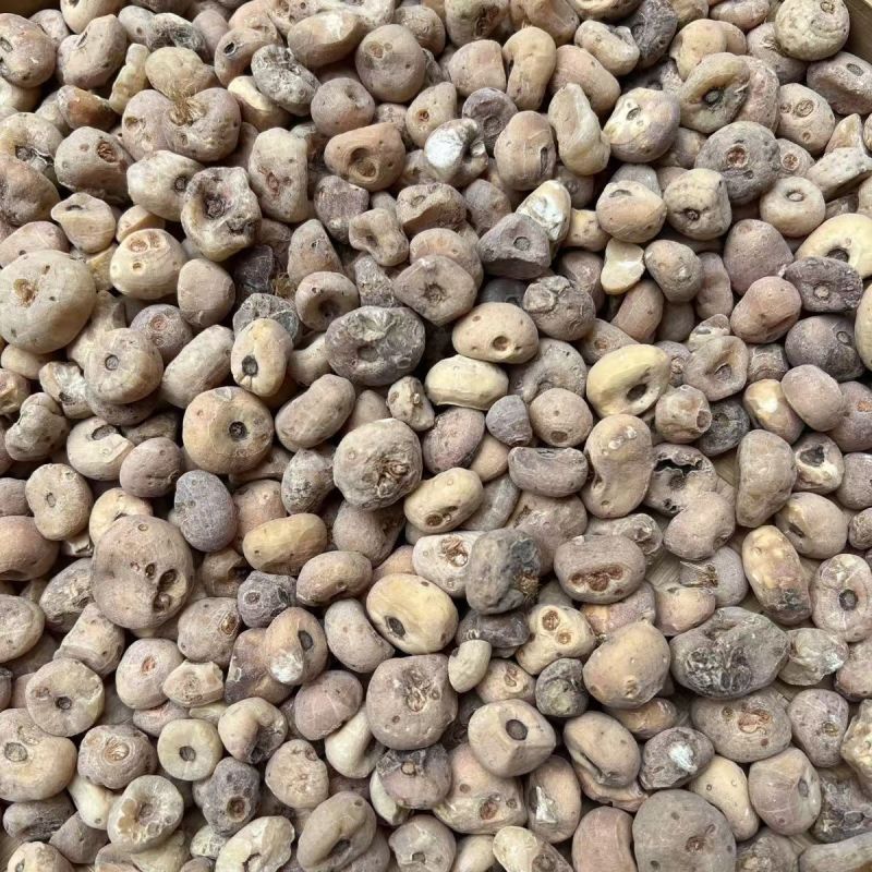玉皇丹玉毛慈菇山慈菇皇丹批发