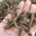 虫草王火麻索青芷兰溪茶火麻索批发