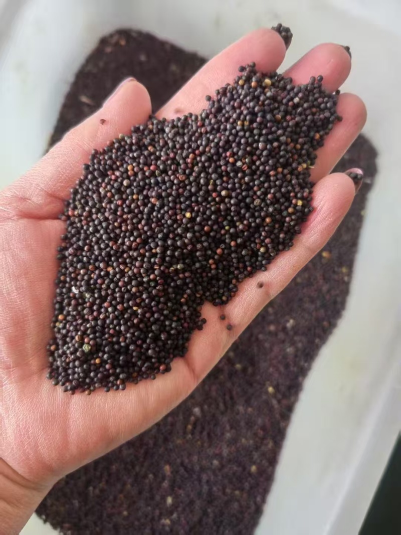 大量供应精品油菜籽长期有货欢迎联系服务周到品质保证