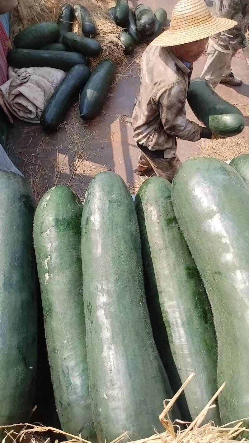 精品大冬瓜货量充足可对接各大商超供应链全国可发