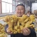 山东大黄姜大量现货供应，量大价优，品质保证，代发全国市场