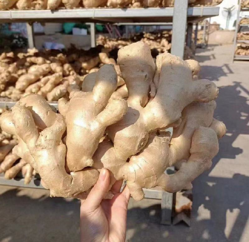 山东大黄姜大量现货供应，量大价优，品质保证，代发全国市场