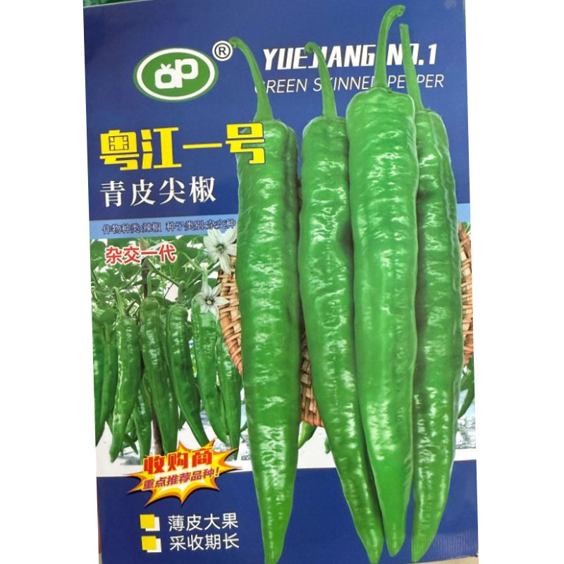 粤江一号青皮尖椒种子中早熟单果重约50-80克