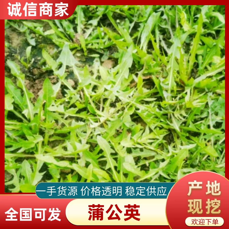 【热卖推荐】大地野生婆婆丁产地直发可视频看货量大优惠