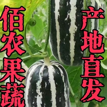 甜瓜博洋9号产地直发大量有货可视频看货