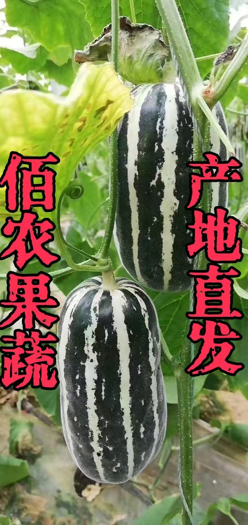 甜瓜博洋9号产地直发大量有货可视频看货