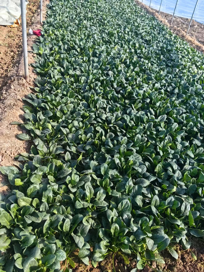 焦作博爱大叶波菜20-25厘米无斑点黄叶货源充足视频看货