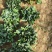 焦作博爱大叶波菜20-25厘米无斑点黄叶货源充足视频看货