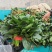焦作博爱大叶波菜20-25厘米无斑点黄叶货源充足视频看货
