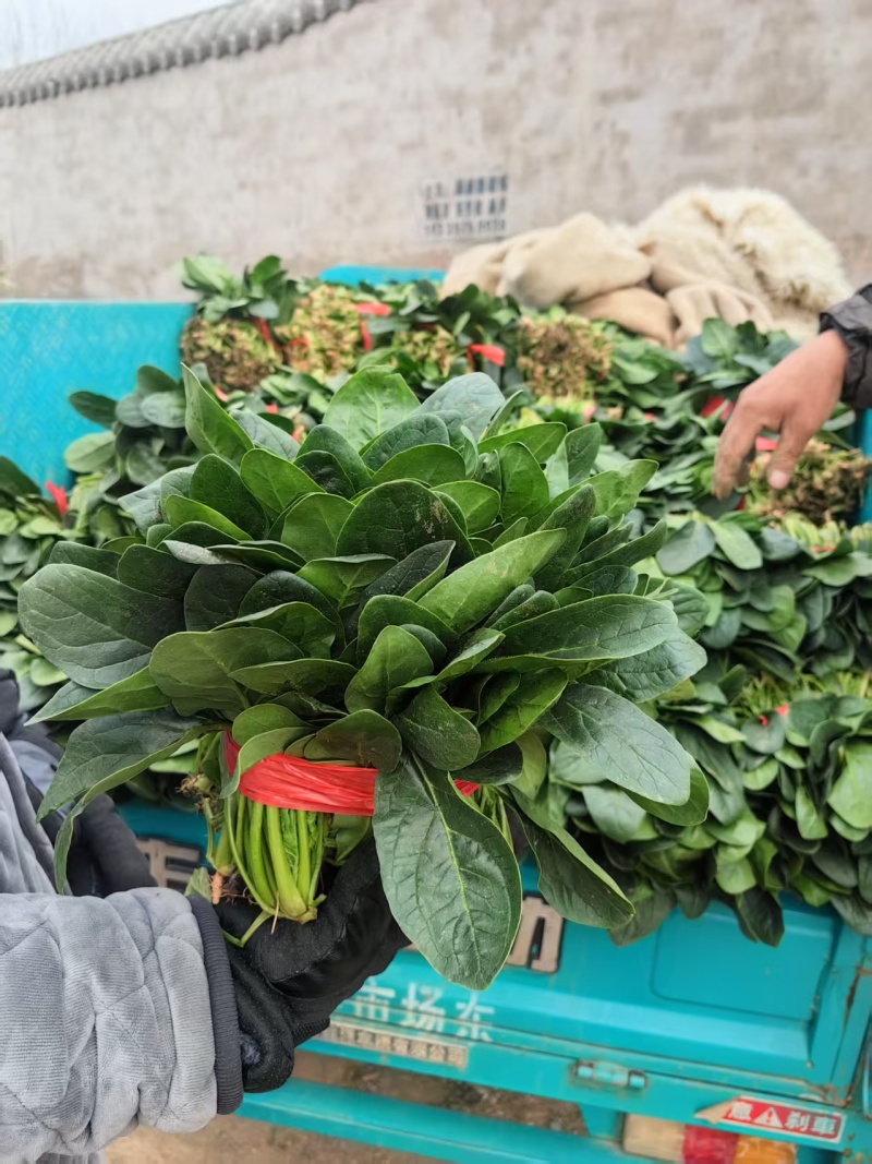 焦作博爱大叶波菜20-25厘米无斑点黄叶货源充足视频看货