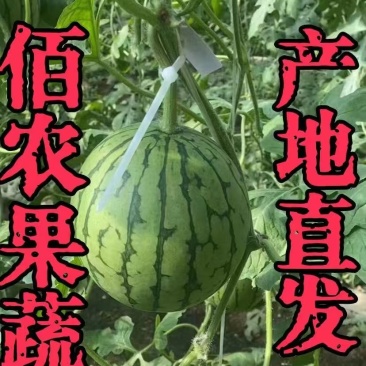 小西瓜产地直发清甜可口对接全国市场
