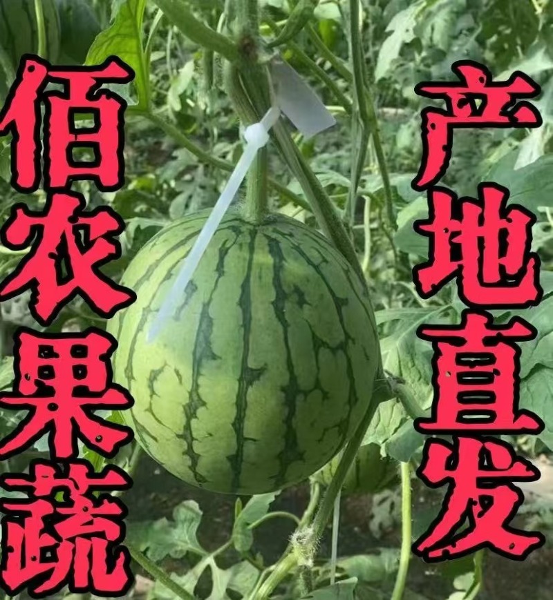 小西瓜产地直发清甜可口对接全国市场
