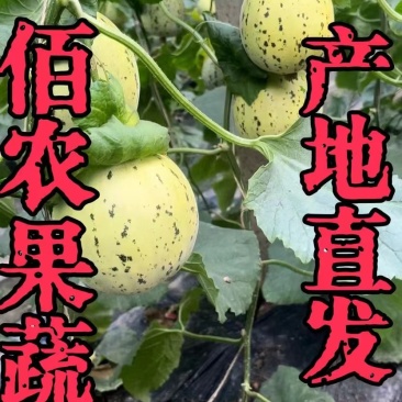 花美人甜瓜口感好甜度适中产地直发保质保量