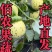 花美人甜瓜口感好甜度适中产地直发保质保量