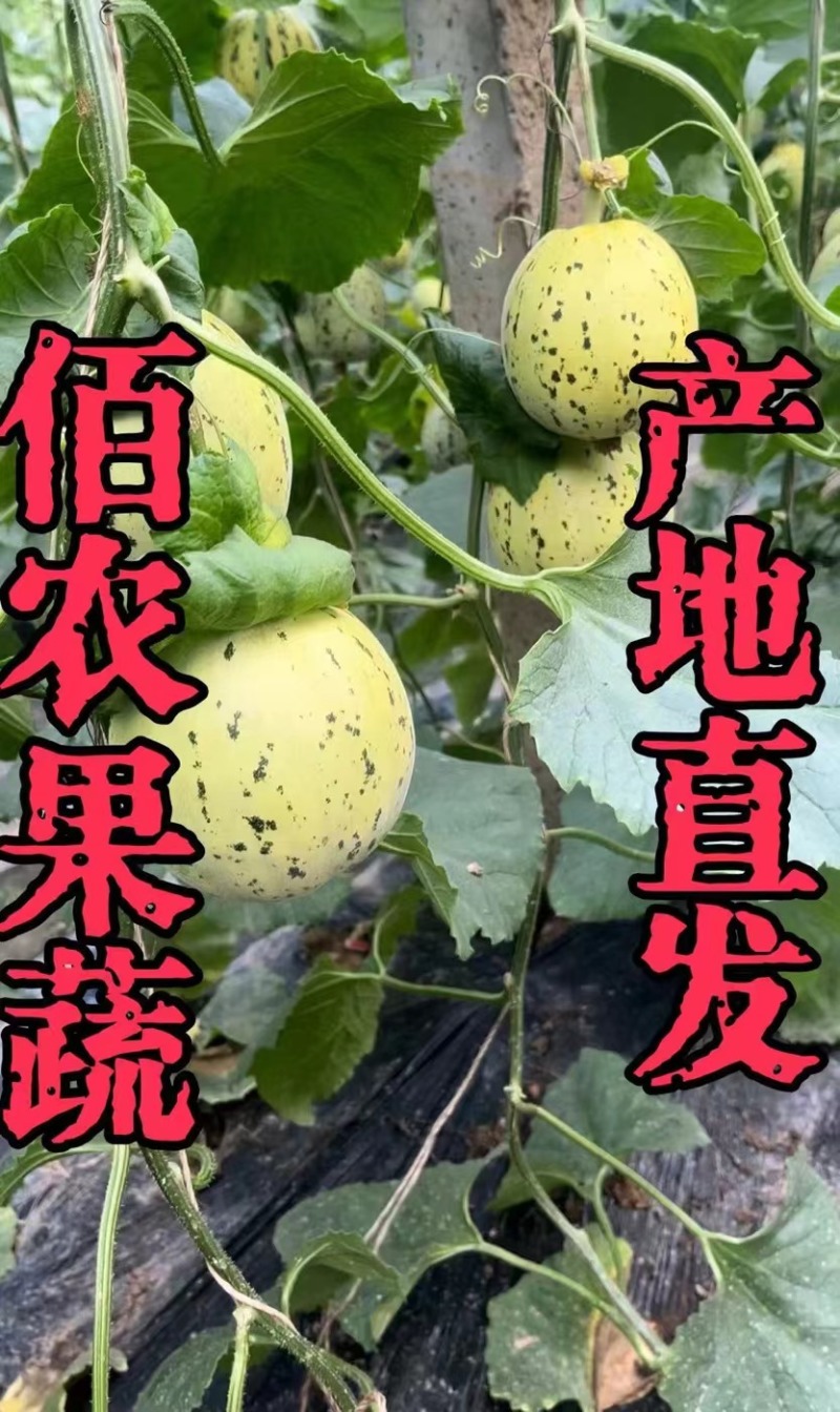 花美人甜瓜口感好甜度适中产地直发保质保量