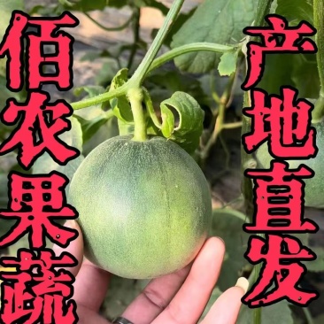 绿宝甜瓜产地直发对接全国市场商超！
