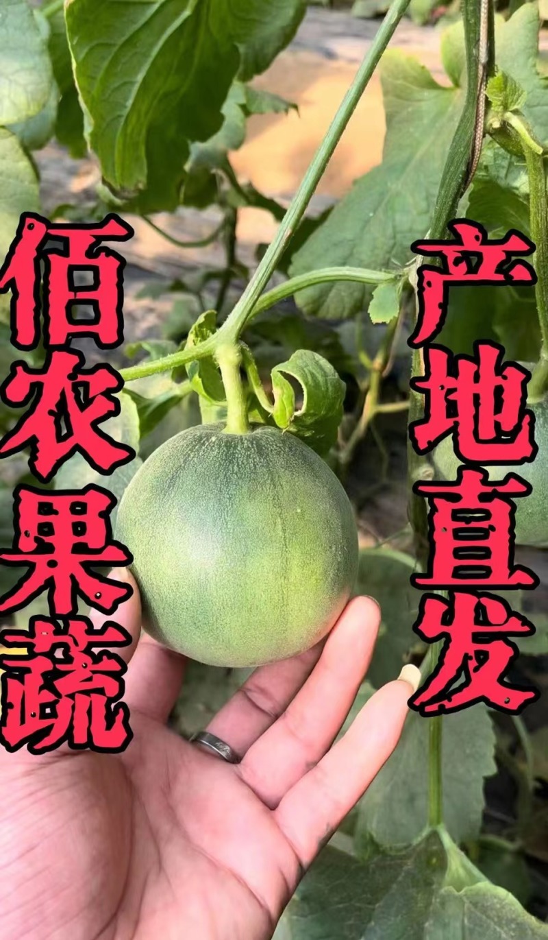 绿宝甜瓜产地直发对接全国市场商超！
