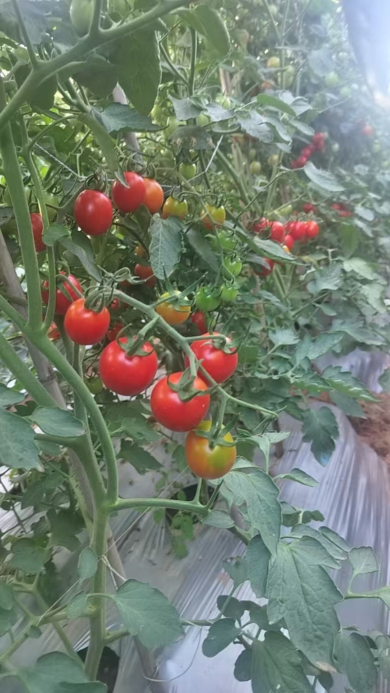 【推荐】精品圣女果大量上市产地直发皮薄亮度高