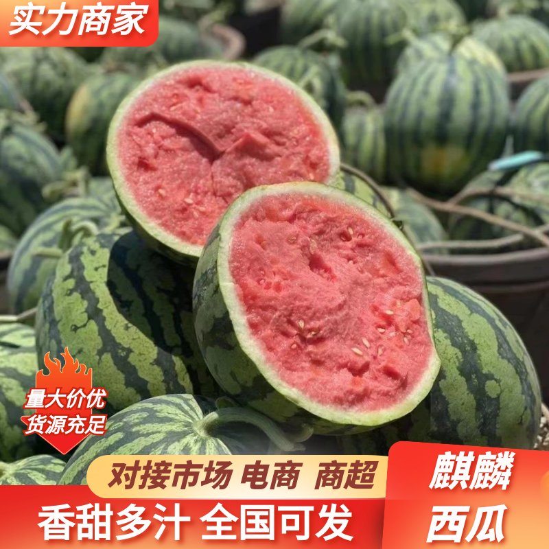 （强烈推荐）麒麟，美都，无籽西瓜，产地直发，货源充足