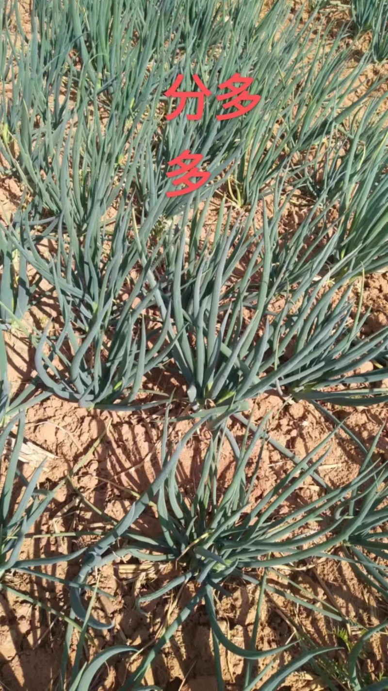 四季香葱种子分多多香葱种子叶色深绿抗病口感浓郁