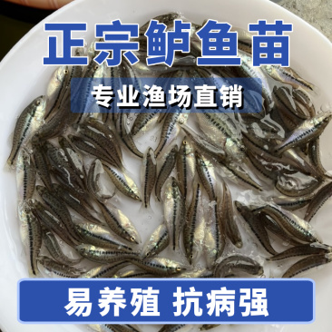 鲈鱼苗各种规格产地直供