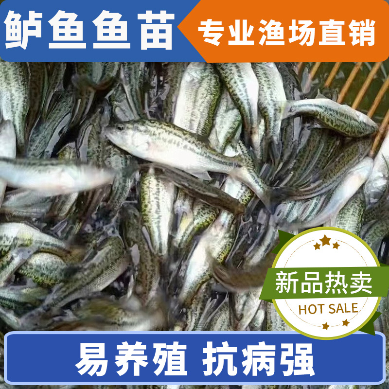 鲈鱼苗各种规格产地直供