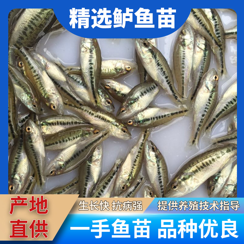 鲈鱼苗各种规格产地直供