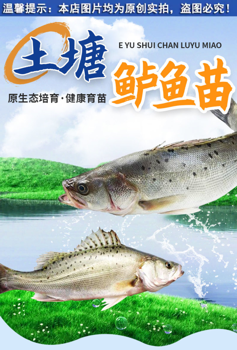 鲈鱼苗各种规格产地直供