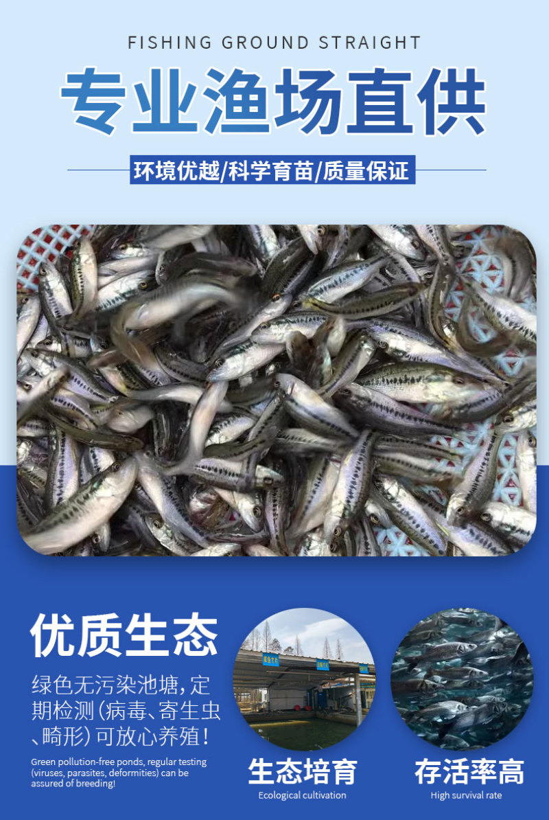 鲈鱼苗各种规格产地直供