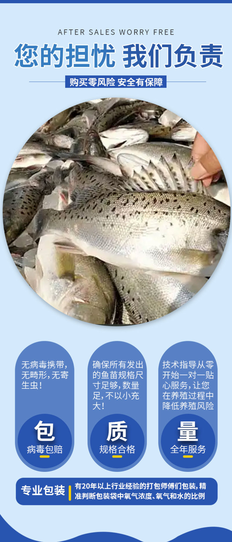 鲈鱼苗各种规格产地直供